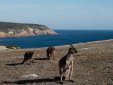 Kangoroo Island